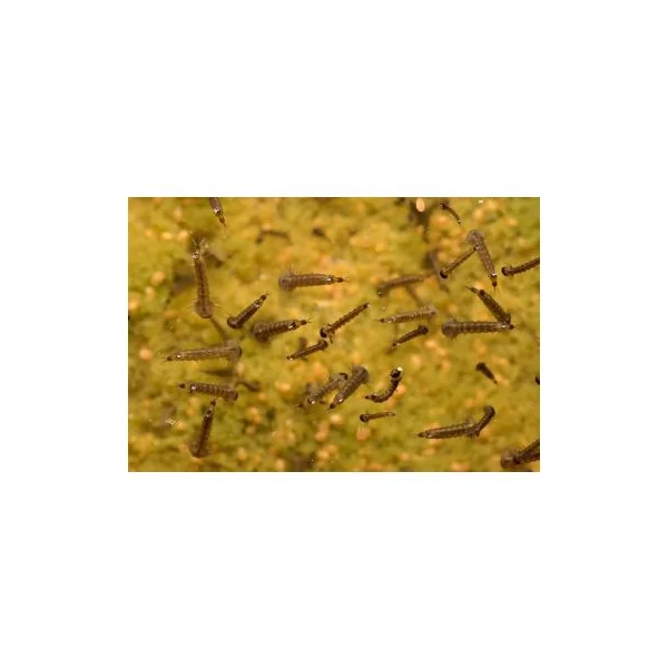 Larvicide moustique tigre pour larve de moustique 50cp