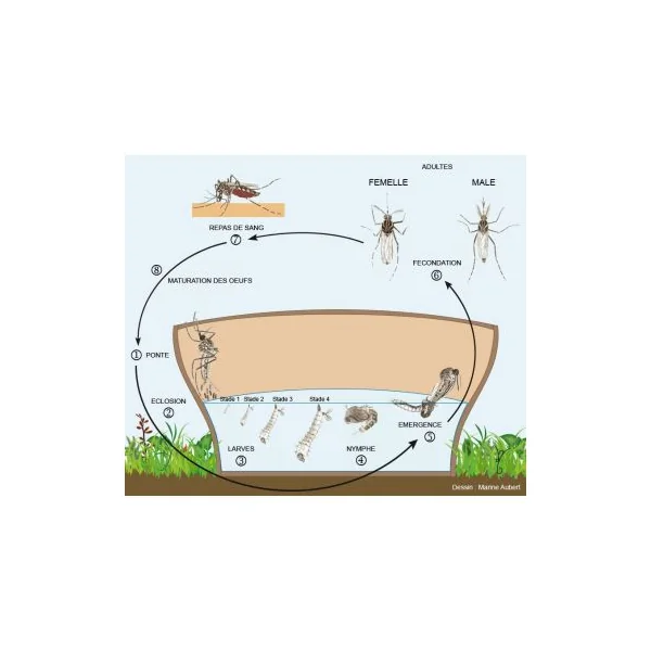 Pack 5 pièges larve de moustique Aqualab
