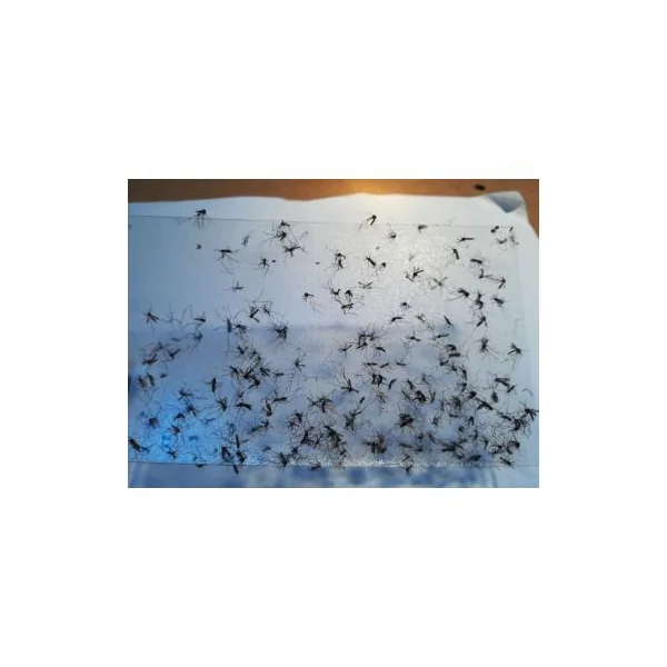 Recharge plaquette collante piege anti moustique tigre Biogents BG-GAT x10