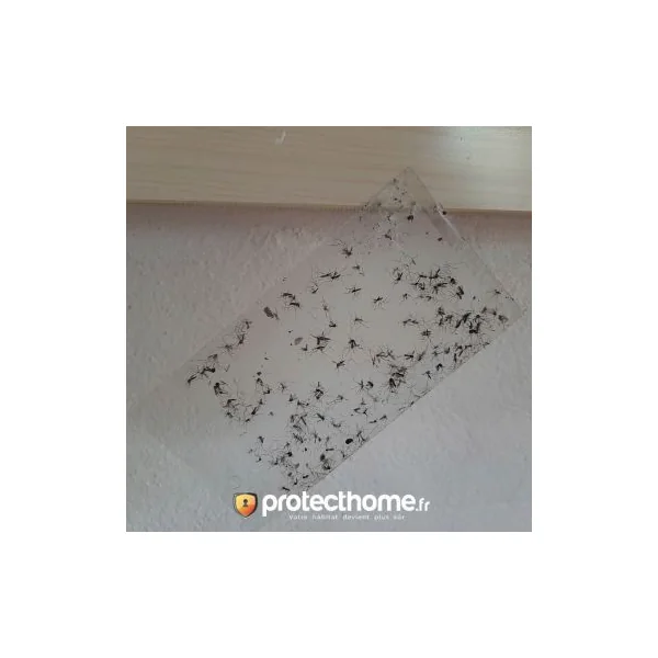 Recharge plaquette collante piege anti moustique tigre Biogents BG-GAT x10